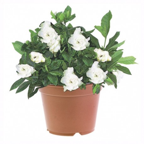 PLANTA GARDENIA 6" - Envío Gratuito