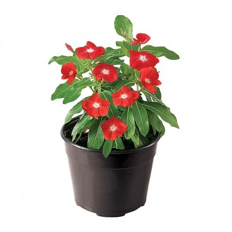 PLANTA VINCA 6" - Envío Gratuito