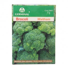 SEMILLAS DE BROCOLI WALTHAM 212 - Envío Gratuito