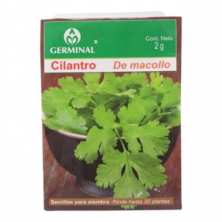 SEMILLA CILANTRO DE MACOLLO 201 - Envío Gratuito