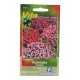 SEMILLAS DE AUBRIETIA VARIADA 118 - Envío Gratuito