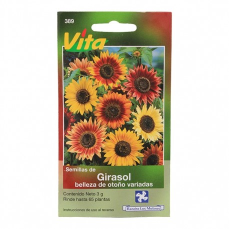 SEMILLAS DE GIRASOL BELLEZA DE OTONO 389 - Envío Gratuito