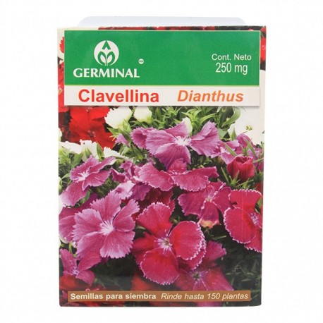 SEMILLA CLAVELLINA - Envío Gratuito