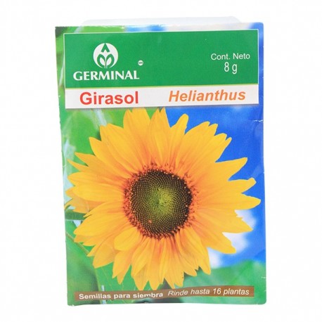 SEMILLA GIRASOL 106 - Envío Gratuito