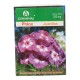 SEMILLA PHLOX - Envío Gratuito