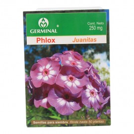 SEMILLA PHLOX - Envío Gratuito