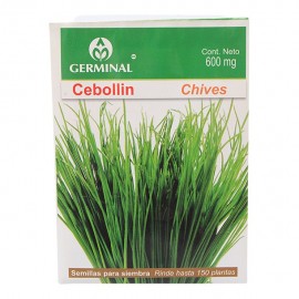 SEMILLA SEBOLLIN - Envío Gratuito