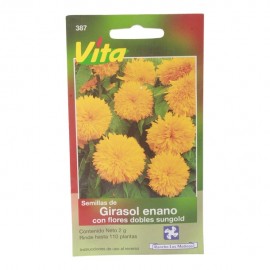 SEMILLAS DE GIRASOL SUNGOLD 387 - Envío Gratuito