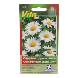 SEMILLAS DE CRISANTEMO GIGANTE BLANCO 310 - Envío Gratuito