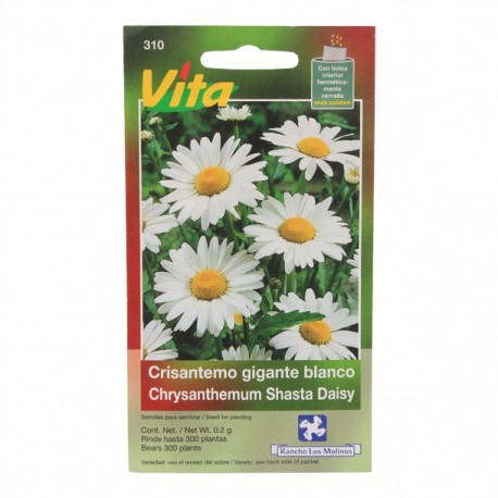 SEMILLAS DE CRISANTEMO GIGANTE BLANCO 310 - Envío Gratuito