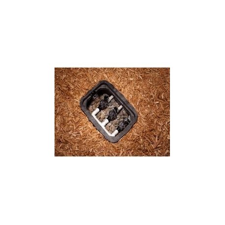 VÁLVULA SOLENOI LINEA 3/4 - Envío Gratuito